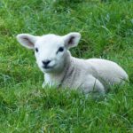 Embrace the messy glory of life lamb in pasture