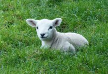 OSU Extension to hold lambing, kidding clinic Jan. 24 lamb in pasture