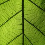 The carbon offset market may not be the solution we want it to be leaf