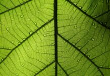 The carbon offset market may not be the solution we want it to be leaf