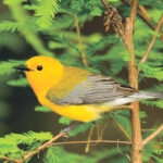 Richfield Heritage Preserve holding birding hikes yellow warbler bird in pine tree