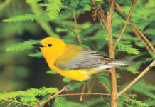 Richfield Heritage Preserve holding birding hikes yellow warbler bird in pine tree