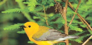 yellow warbler bird in pine tree