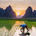 The world’s most important food faces uncertain future rice cultivation