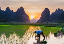 The world’s most important food faces uncertain future rice cultivation