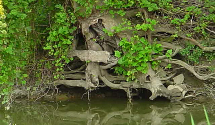 roots by stream roots by stream