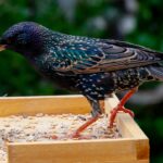 starling