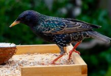Methods for keeping birds out of the barn starling