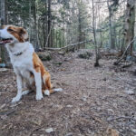 What philosopher Molyneux can teach us about dog training dog