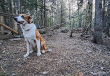 What philosopher Molyneux can teach us about dog training dog