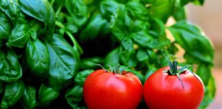 How to choose the best companion plants for herbs tomatoes and basil