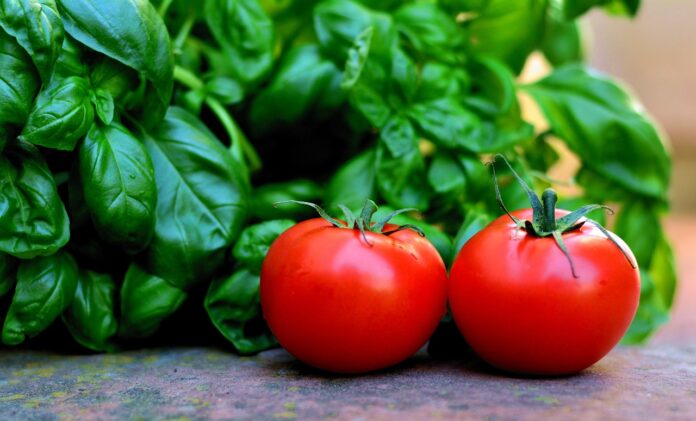 tomatoes and basil tomatoes and basil