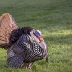 wild turkey