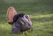 ODNR Division of Wildlife acquires 844 acres in Coshocton County wild turkey