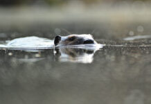 A keystone species: Beavers have huge impact on wetlands Beaver