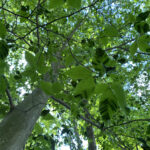 Beech leaf disease bands