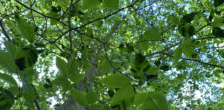 Beech leaf disease bands