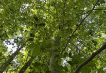Got forested acres? Let’s learn how you can manage them Beech Leaf Disease Canopy