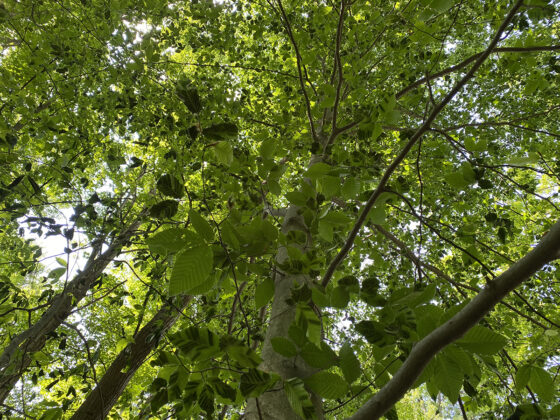 Beech Leaf Disease Canopy