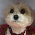 Little dog syndrome Koda