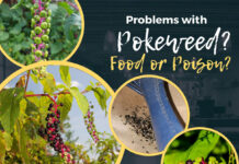 Just how poisonous is pokeweed? Pokeweed graphic