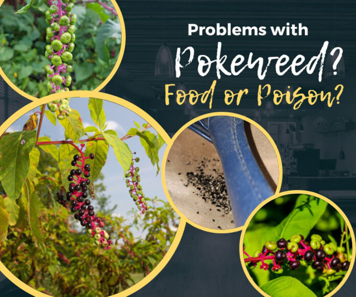 Pokeweed graphic Pokeweed graphic