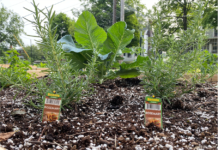 How to determine if your raised bed is getting enough water raised bed herbs