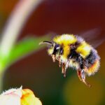Researchers work to protect Ohio’s pollinators bumble bee