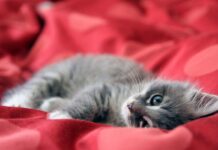 What we save, saves us kitten