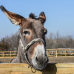 Lop eared Jasper donkey