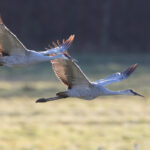 Keeping an eye on what flies sandhill cranes