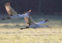 Results of sandhill crane count released sandhill cranes