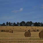 How to reduce hay feeding costs hay field