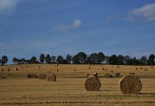 How to reduce hay feeding costs hay field