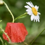 Consider bioswales for stormwater management rainy flowers
