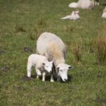 ewe and lamb