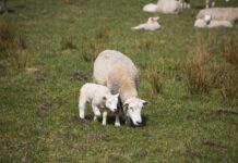 The milk sheep with no milk ewe and lamb
