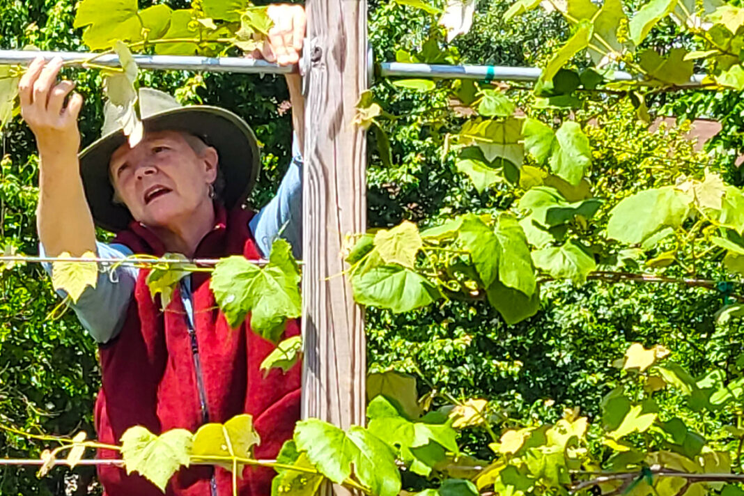 Watts checks up on the grapevines Watts checks up on the grapevines