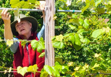 Ohio native returns home, cultivates knowledge at garden school Watts checks up on the grapevines