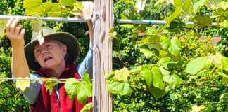 Watts checks up on the grapevines