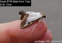 Invasive box tree moth found in Dayton box tree moth