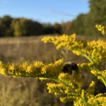 bee on goldenrod