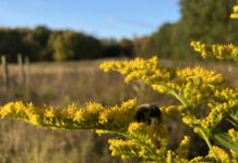 Save pollinators and your wallet with integrated pest management bee on goldenrod