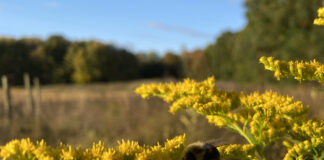 bee on goldenrod