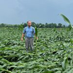 Rain brings relief, issues to farms in region a man stands in a corn field of flattened talks, holding one in his hand