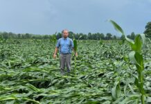 Rain brings relief, issues to farms in region a man stands in a corn field of flattened talks, holding one in his hand