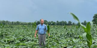 a man stands in a corn field of flattened talks, holding one in his hand