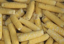 Canned, frozen corn industry struggling sweet corn