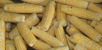 Canned, frozen corn industry struggling sweet corn