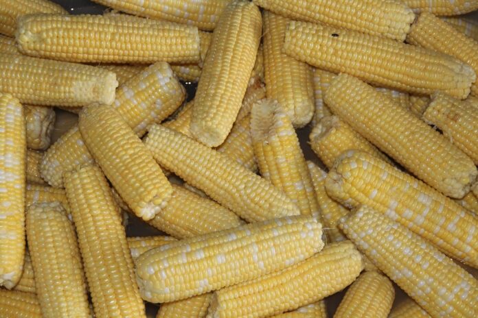 sweet corn sweet corn